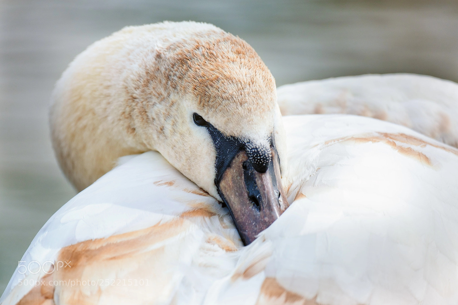 Fujifilm X-T20 sample photo. The quiet swan photography