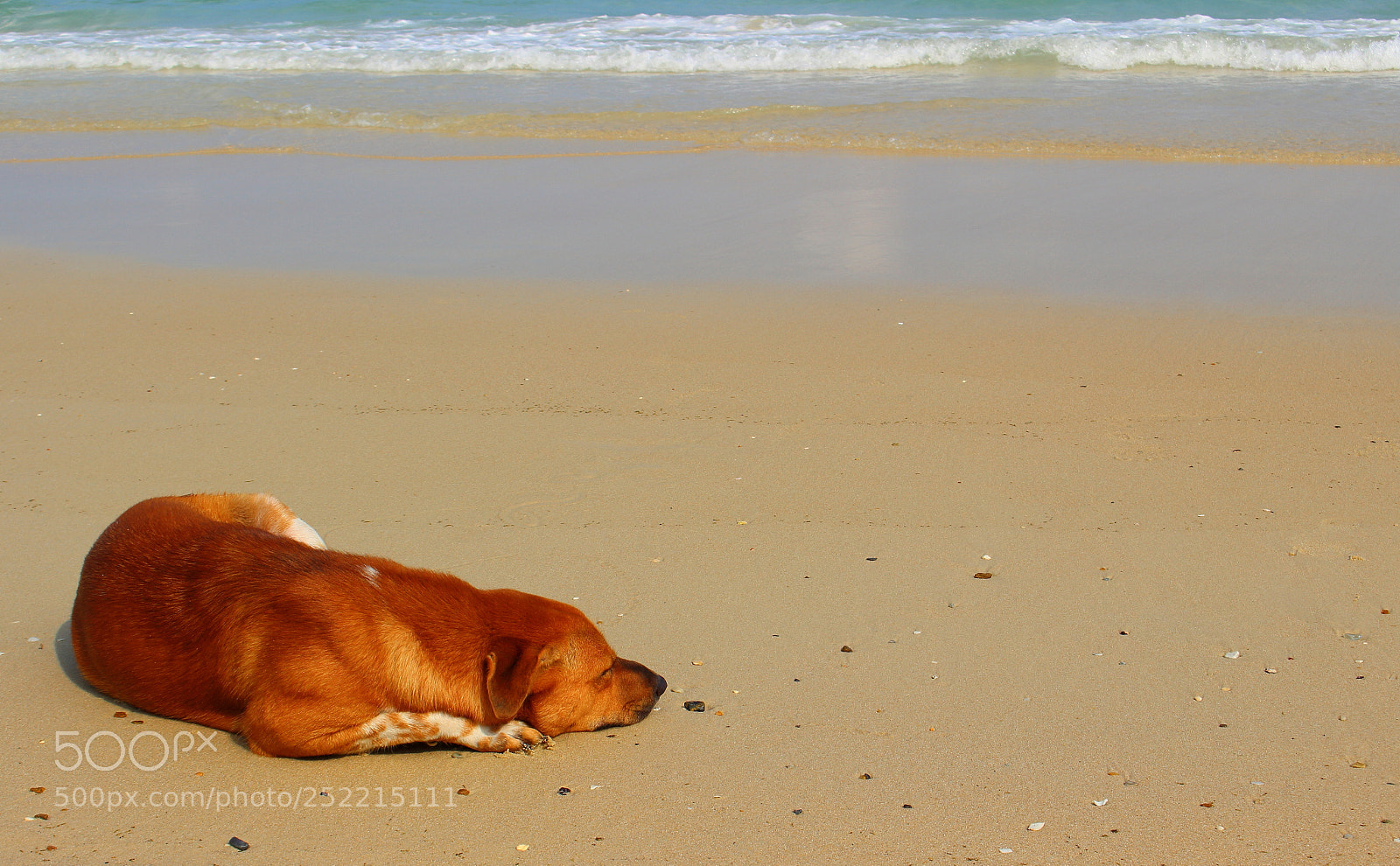 Canon EOS 100D (EOS Rebel SL1 / EOS Kiss X7) sample photo. Dog sleeping on the photography