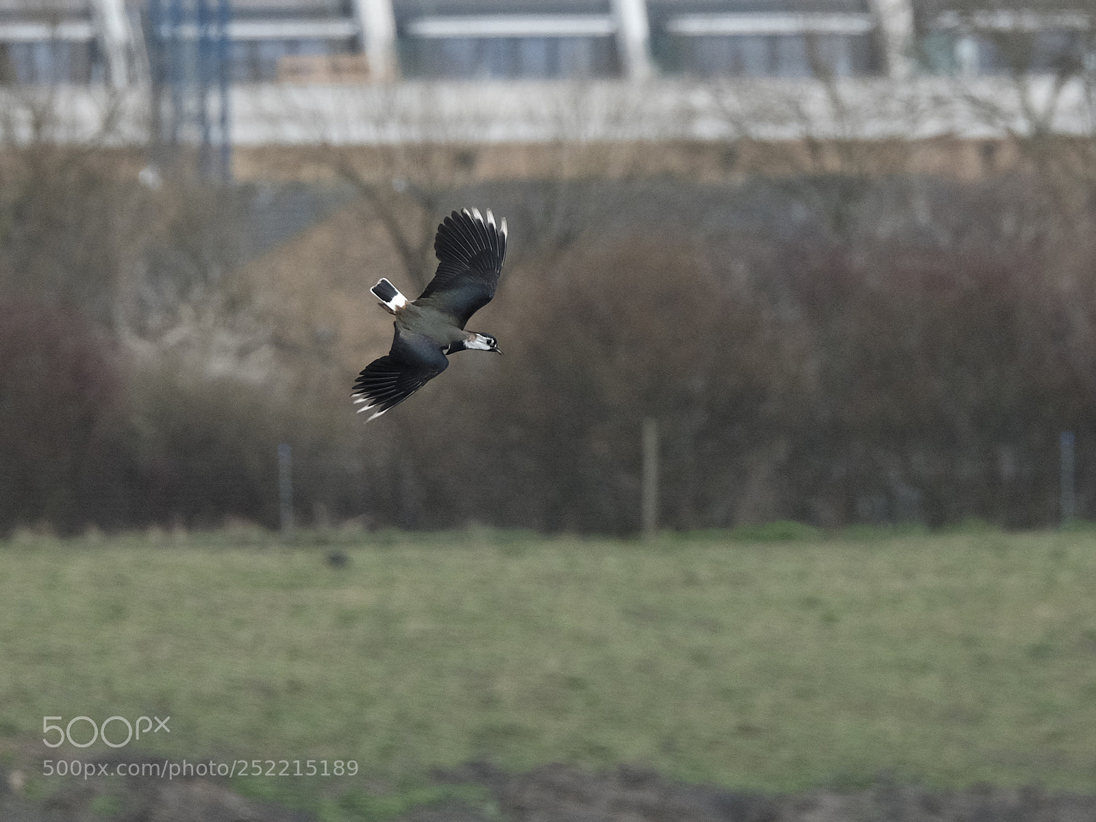 Fujifilm X-T1 sample photo. A lapwing in flight photography