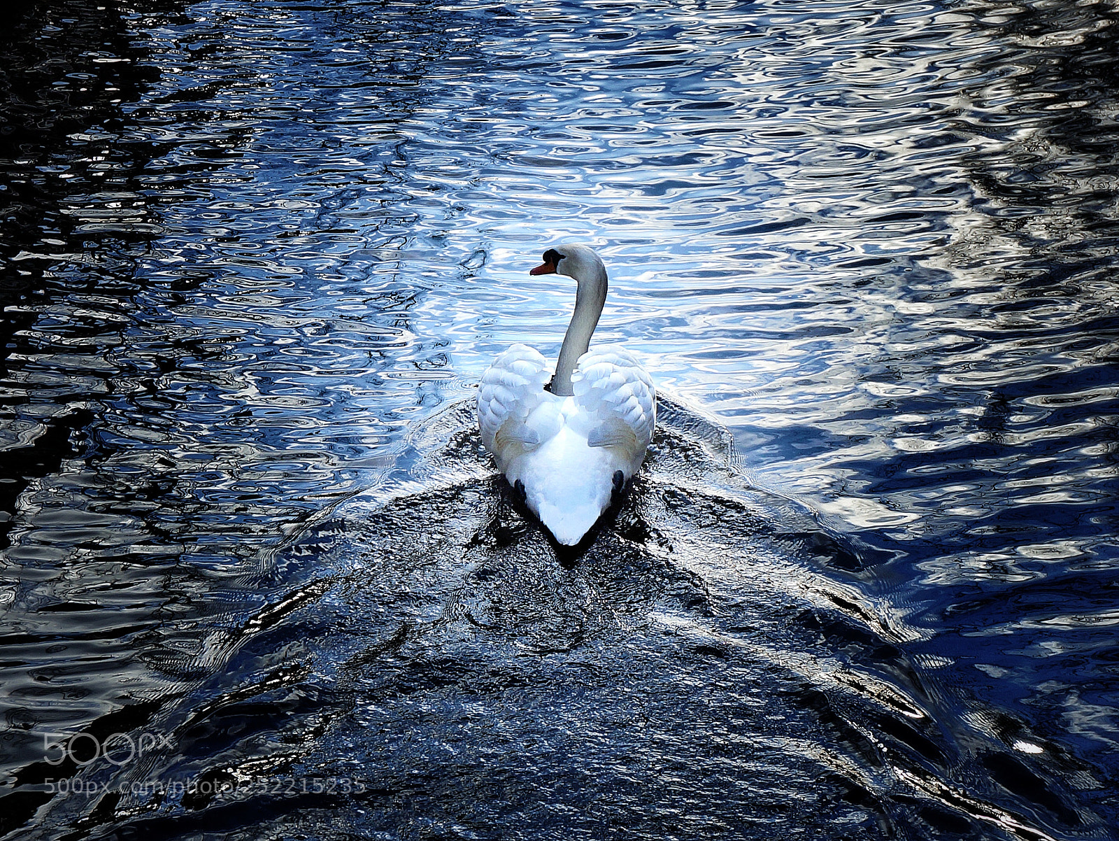 Sony Alpha NEX-3N sample photo. Swan photography