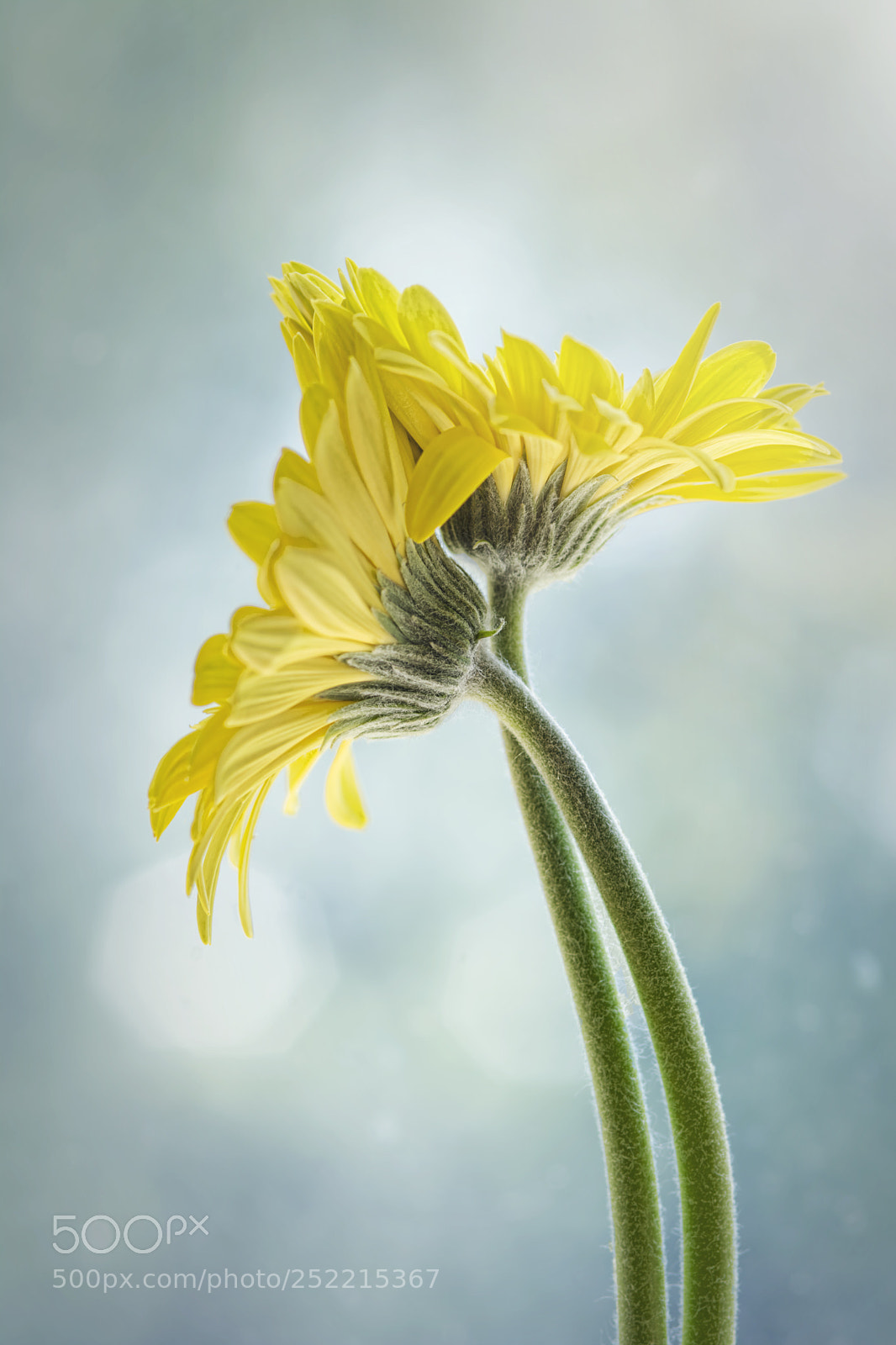 Nikon D7100 sample photo. Gerberas in love photography