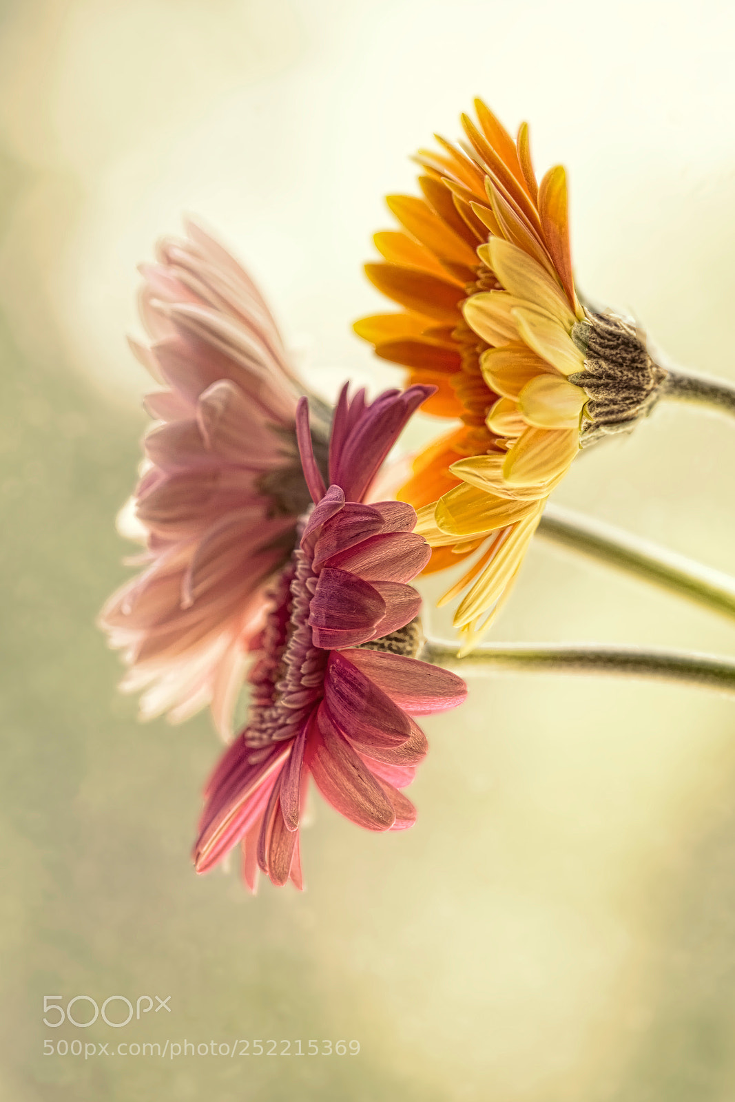 Nikon D7100 sample photo. Gerbera daisies photography