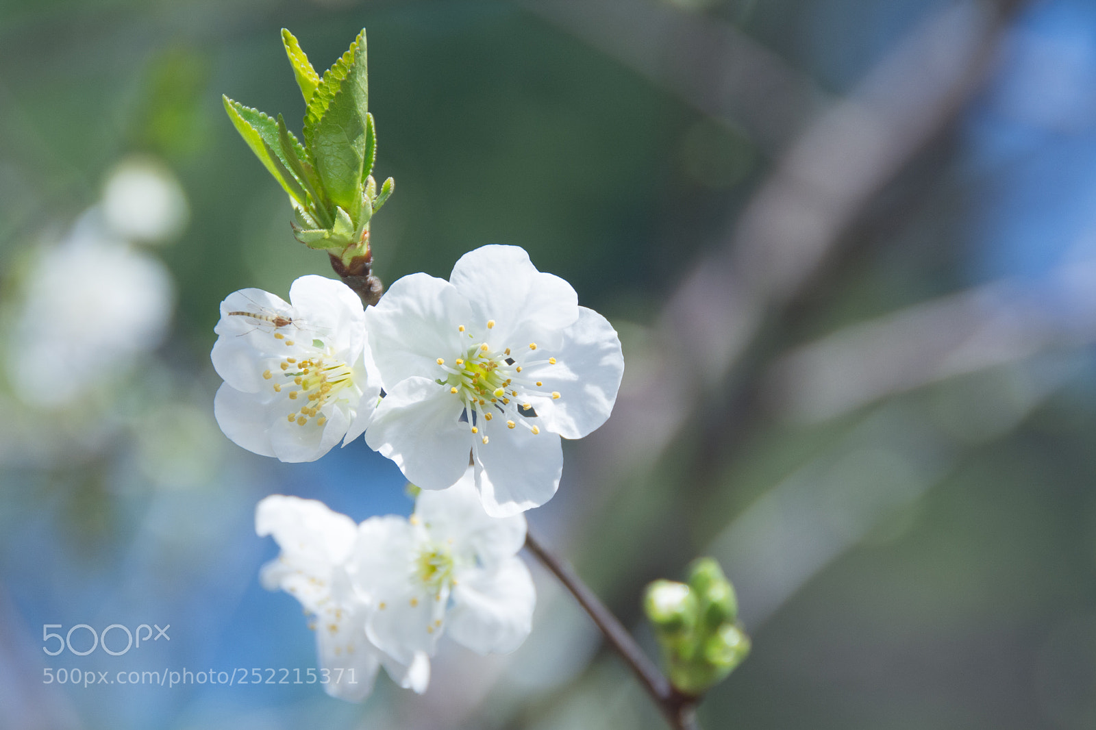 Nikon D7100 sample photo. Spring cherry blossom photography