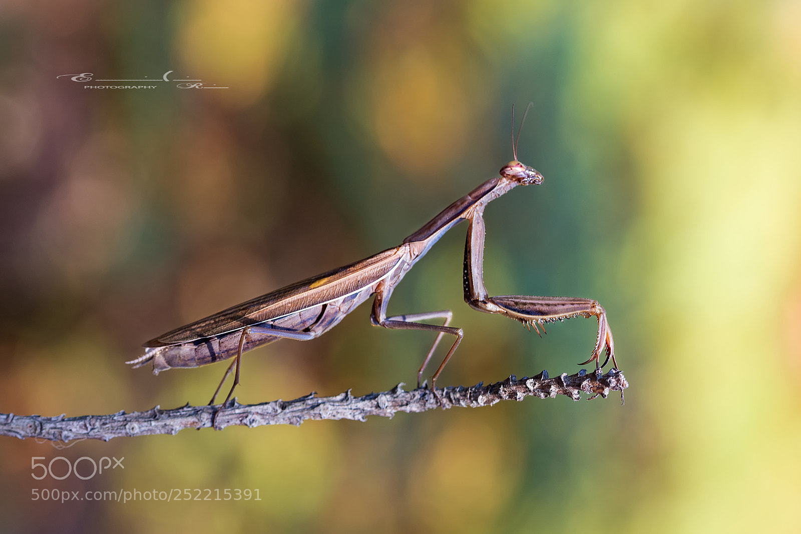 Nikon D7200 sample photo. Mantis religiosa photography