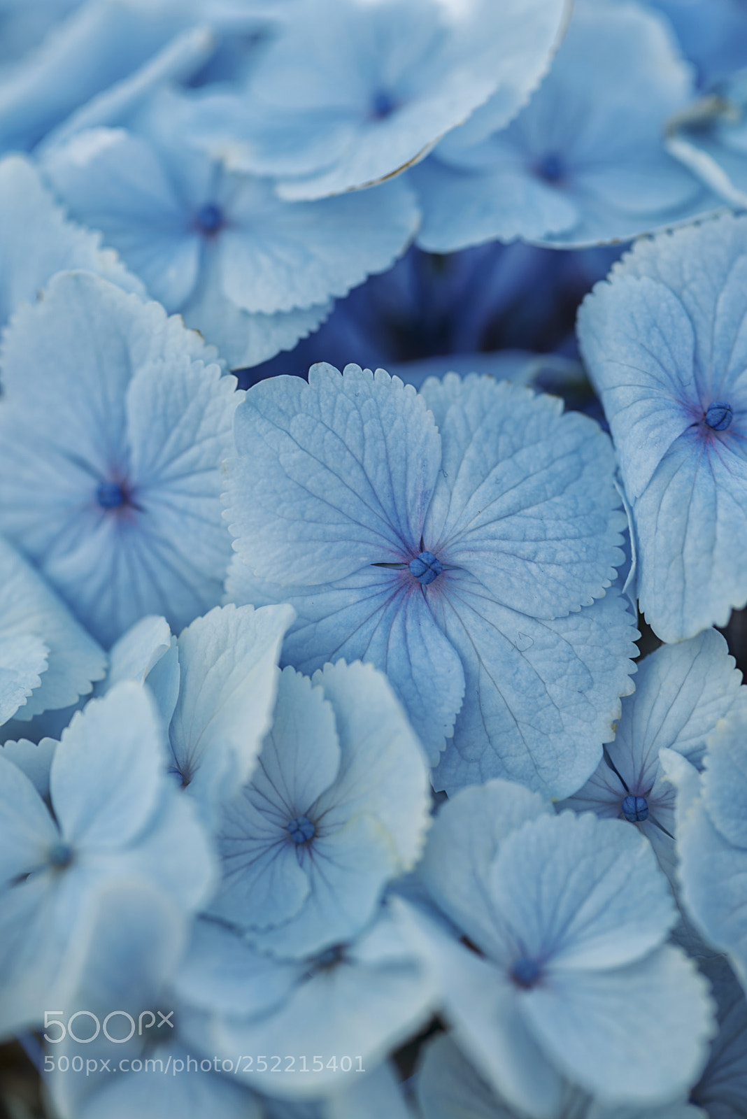 Nikon D750 sample photo. Blue hydrangea photography