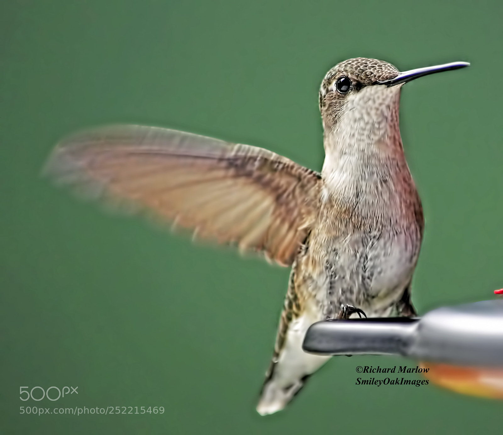 Nikon D5000 sample photo. Hummingbird photography