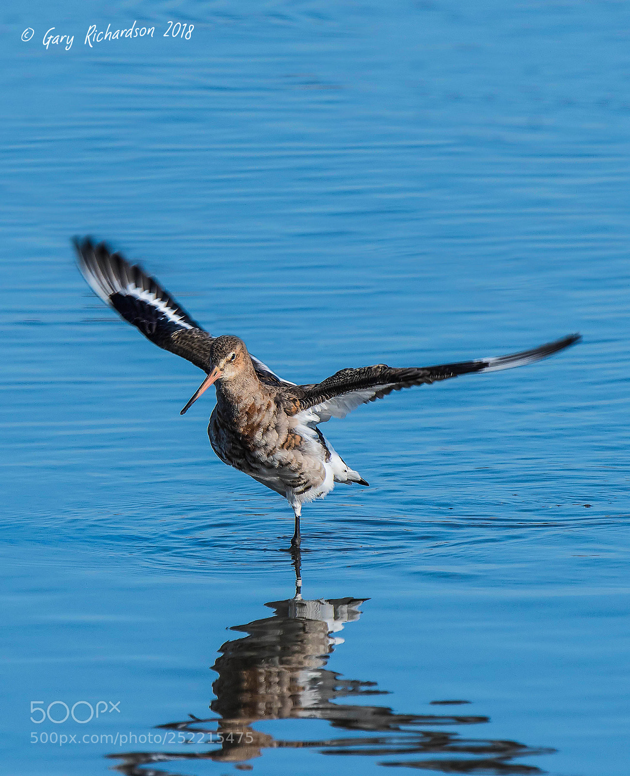 Nikon D500 sample photo. Black tailed godwit photography