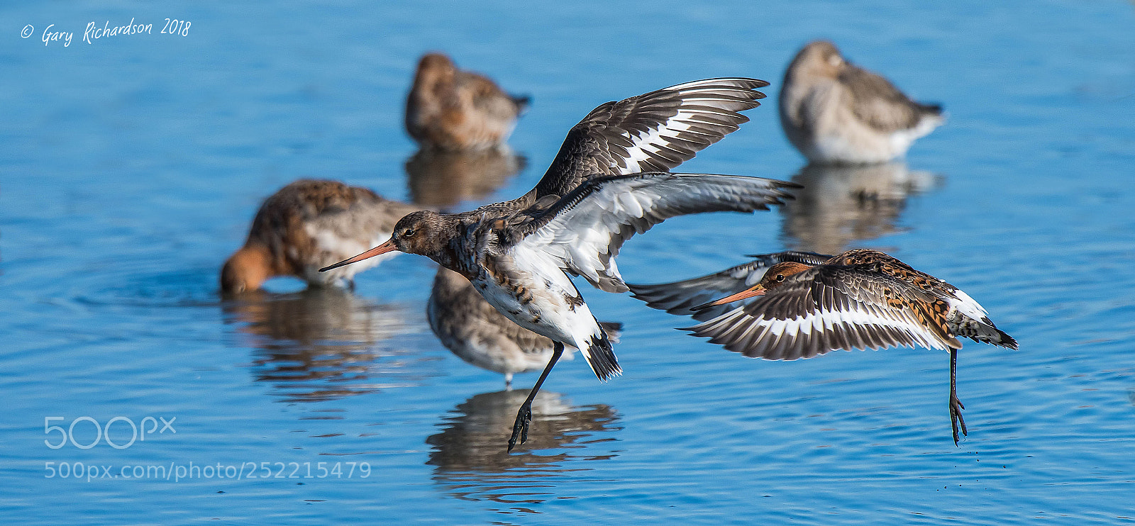 Nikon D500 sample photo. Black tailed godwit photography