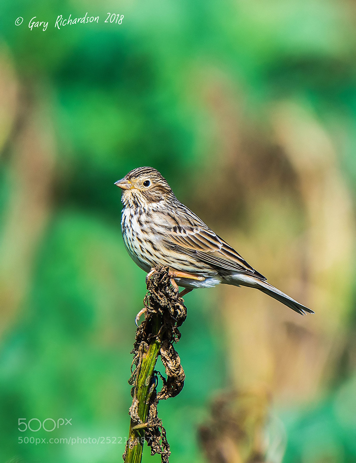 Nikon D500 sample photo. Corn bunting east lane photography