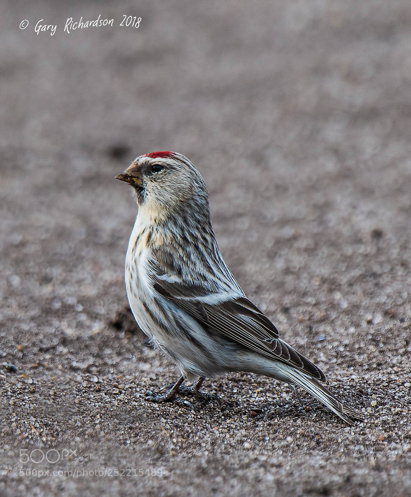 Nikon D500 sample photo. Coues' arctic redpoll photography