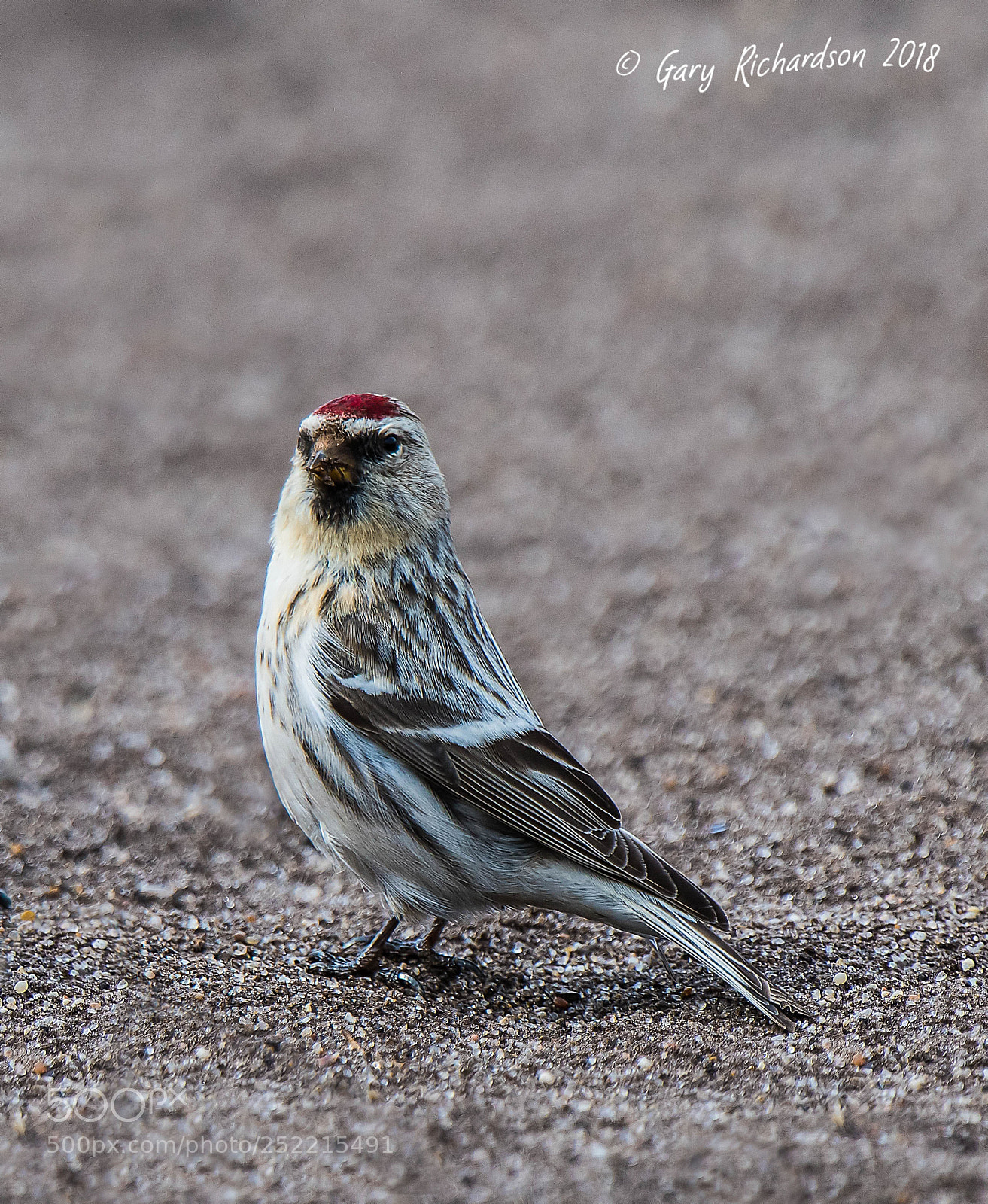 Nikon D500 sample photo. Coues' arctic redpoll photography