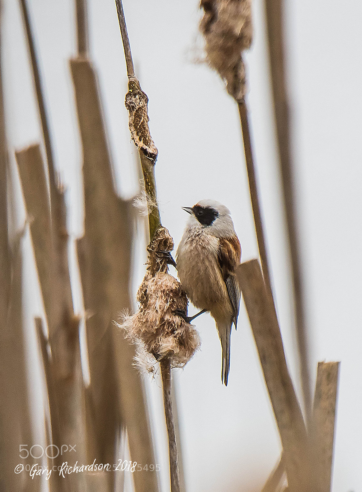 Nikon D500 sample photo. Penduline tit photography