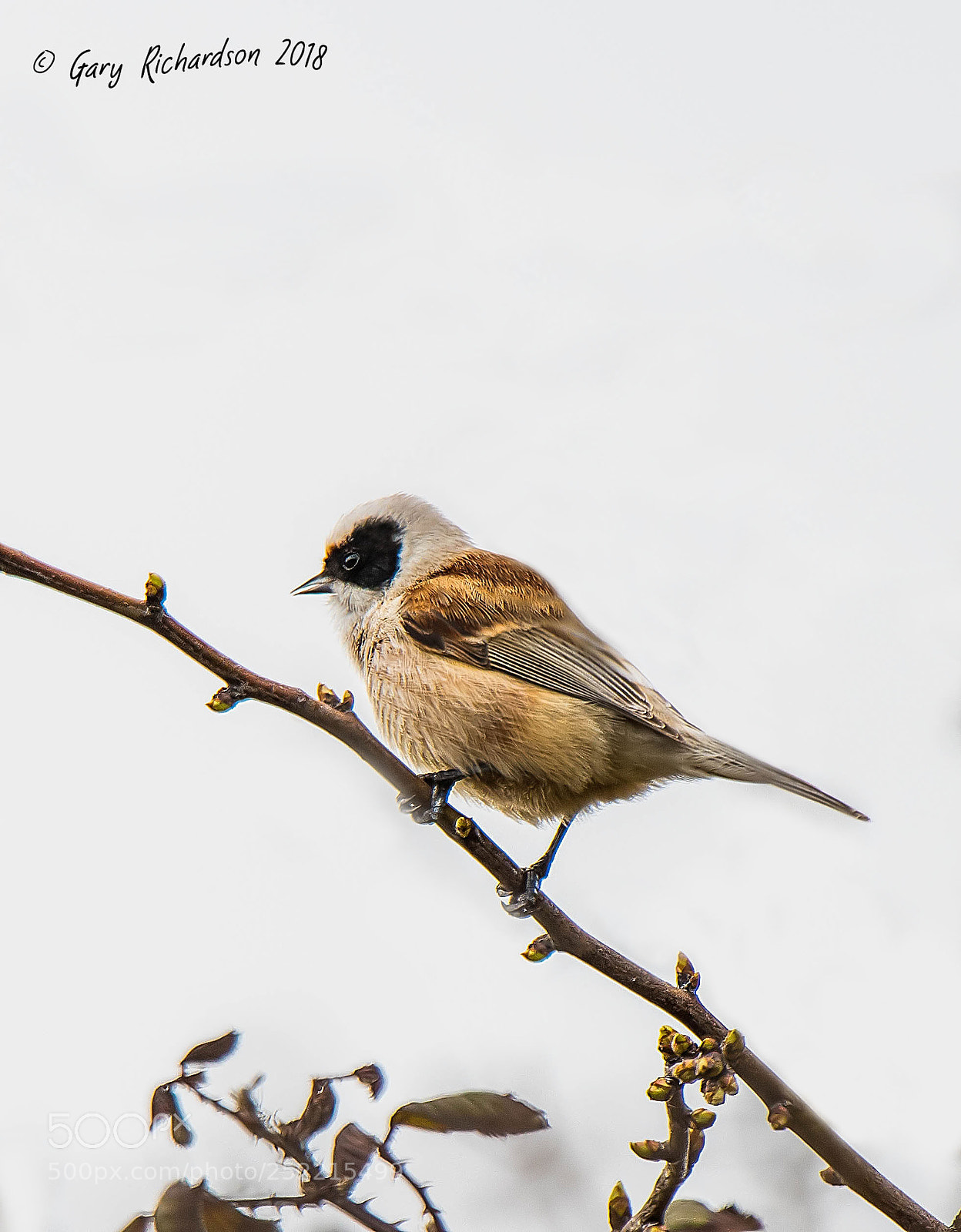 Nikon D500 sample photo. Penduline tit photography