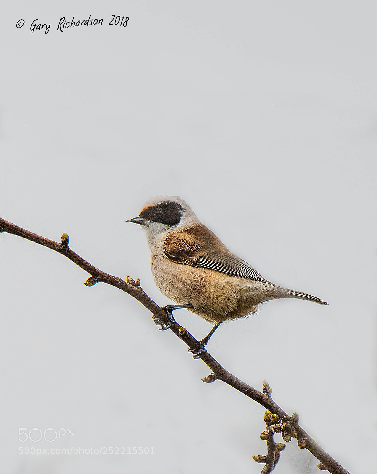 Nikon D500 sample photo. Penduline tit photography