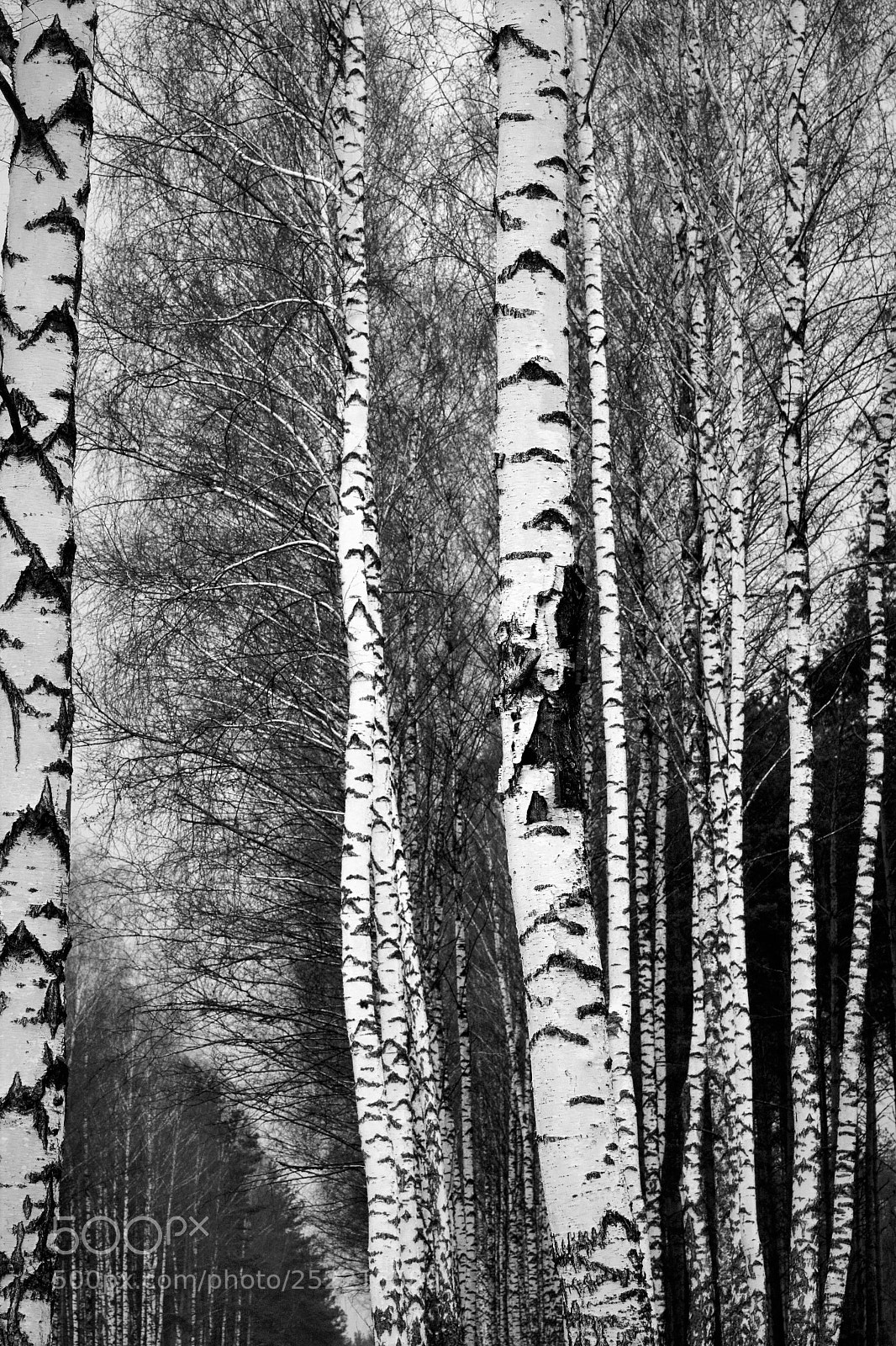 Nikon D7100 sample photo. Birches photography