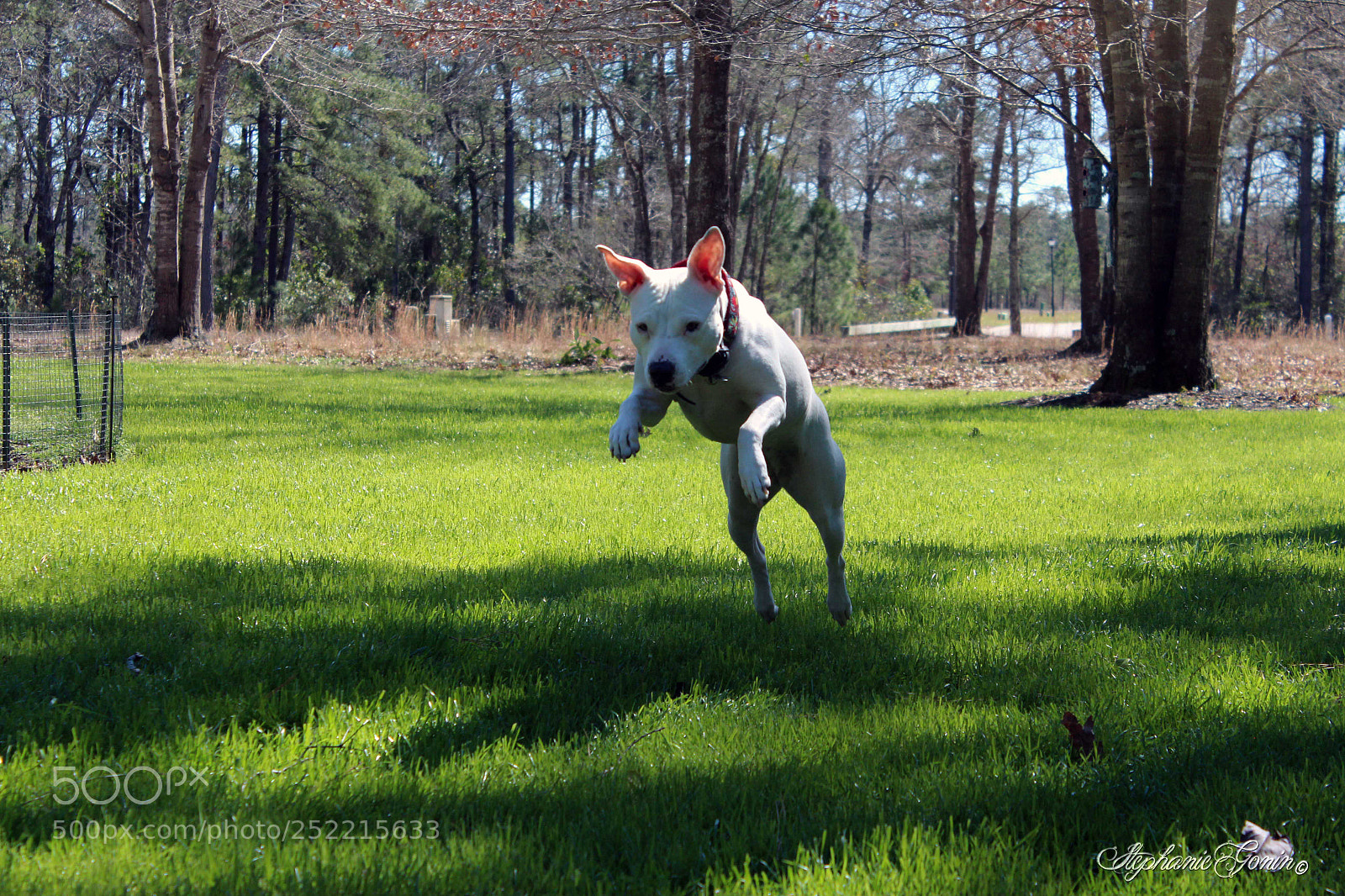 Canon EOS 650D (EOS Rebel T4i / EOS Kiss X6i) sample photo. Invincible jump.... photography
