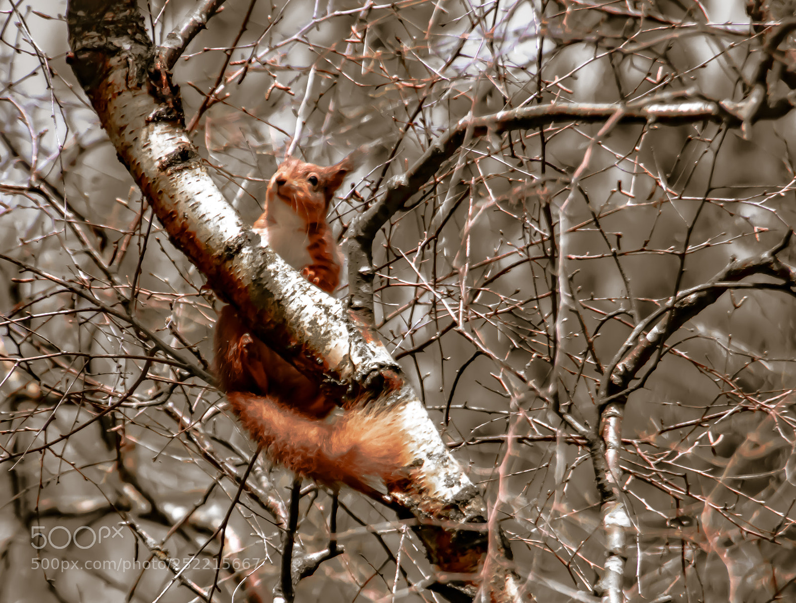Nikon D5500 sample photo. Branching out. photography