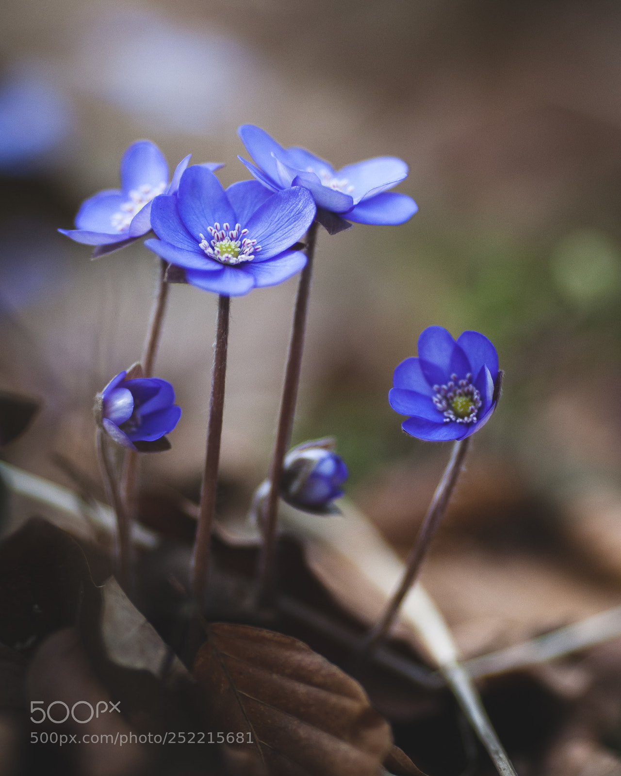 Canon EOS-1D Mark III sample photo. Untitled photography