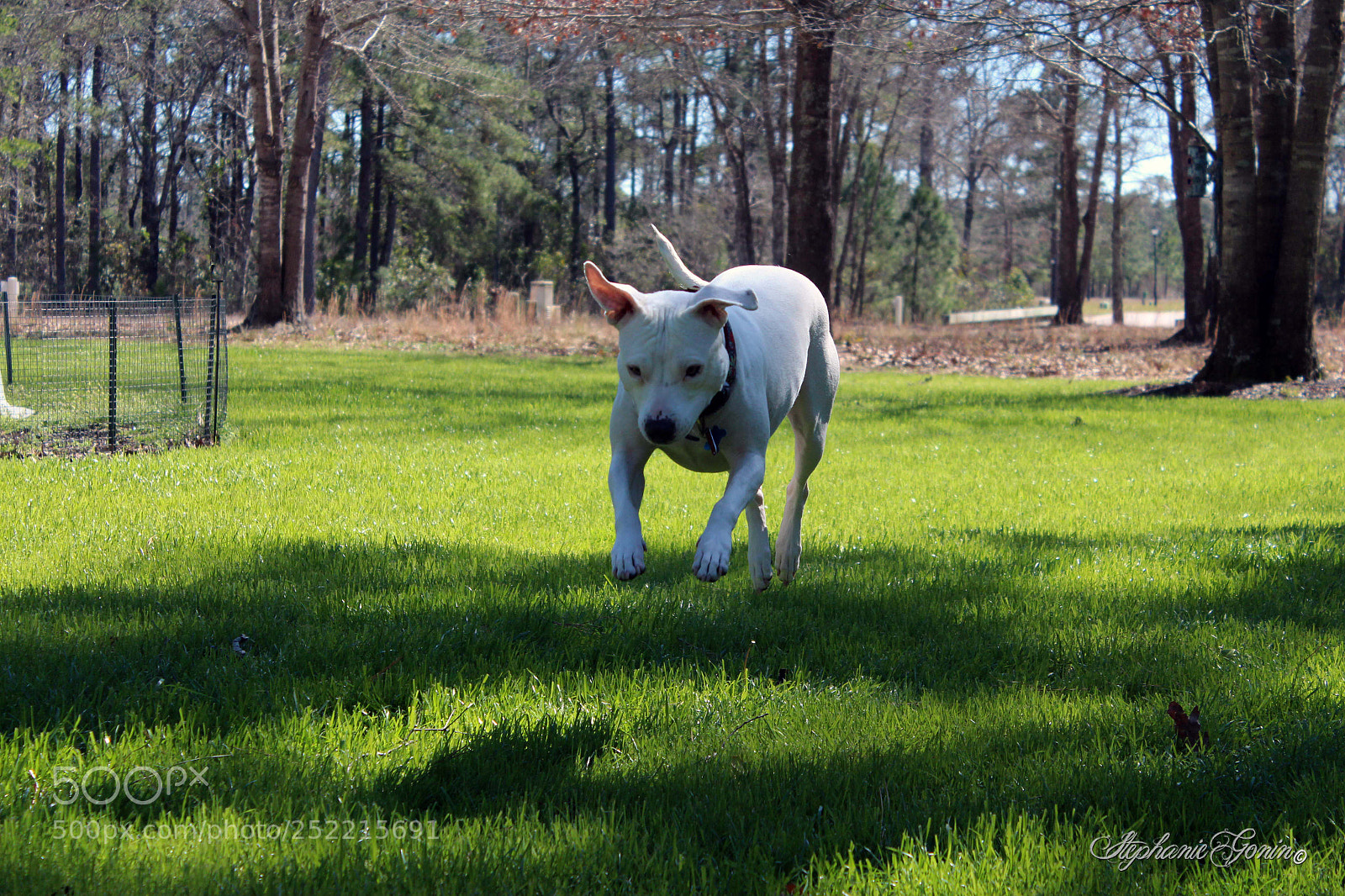 Canon EOS 650D (EOS Rebel T4i / EOS Kiss X6i) sample photo. Jumping dog photography