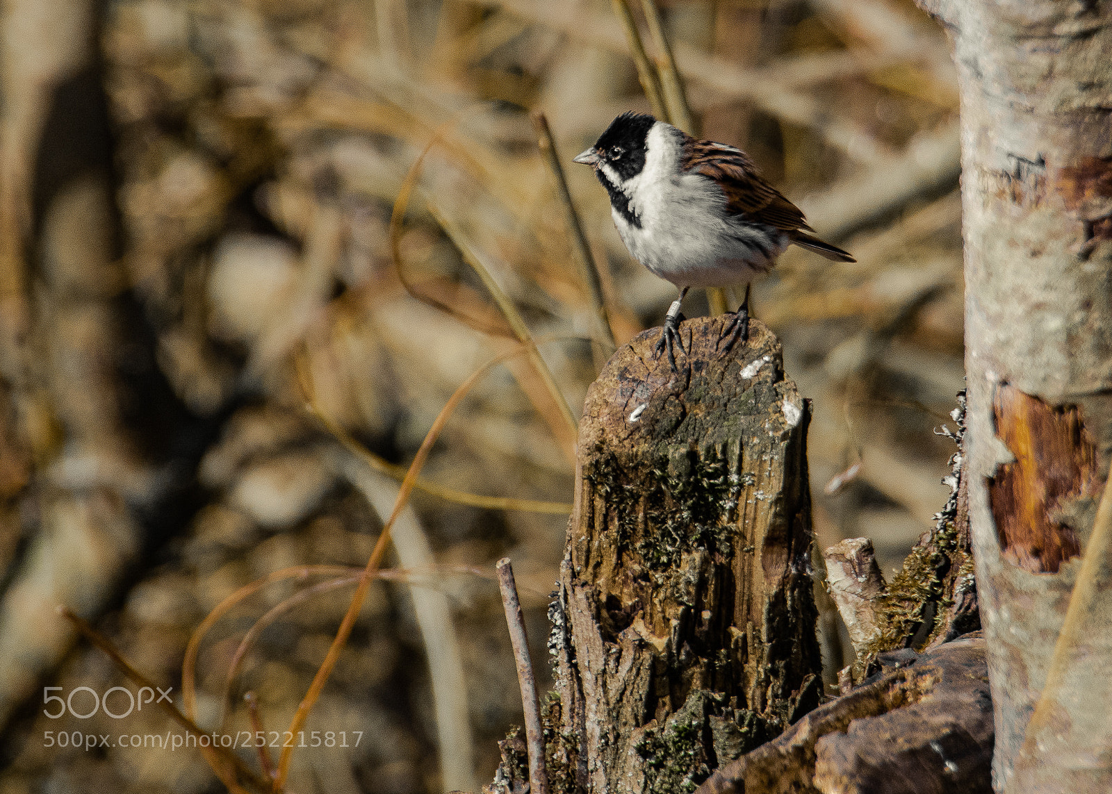 Nikon D5500 sample photo. Reed bunting photography