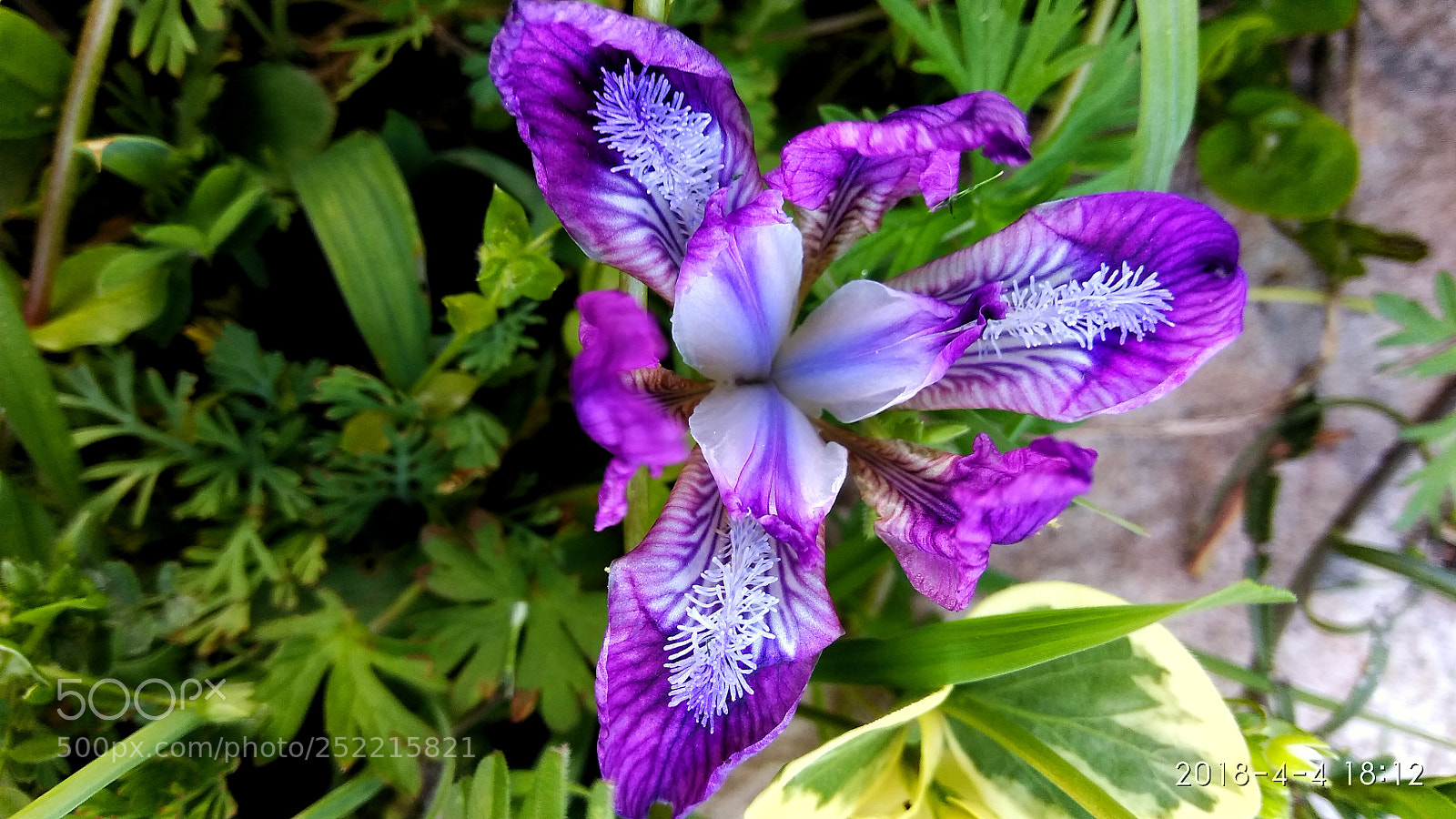 Xiaomi Redmi Note 4 sample photo. Untitled photography