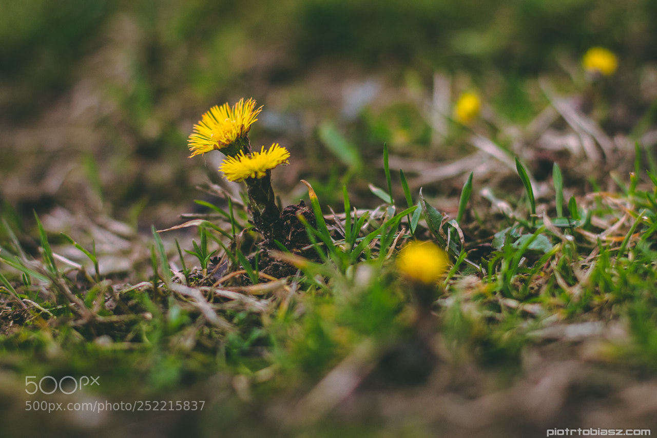 Canon EOS 7D sample photo. Spring. photography