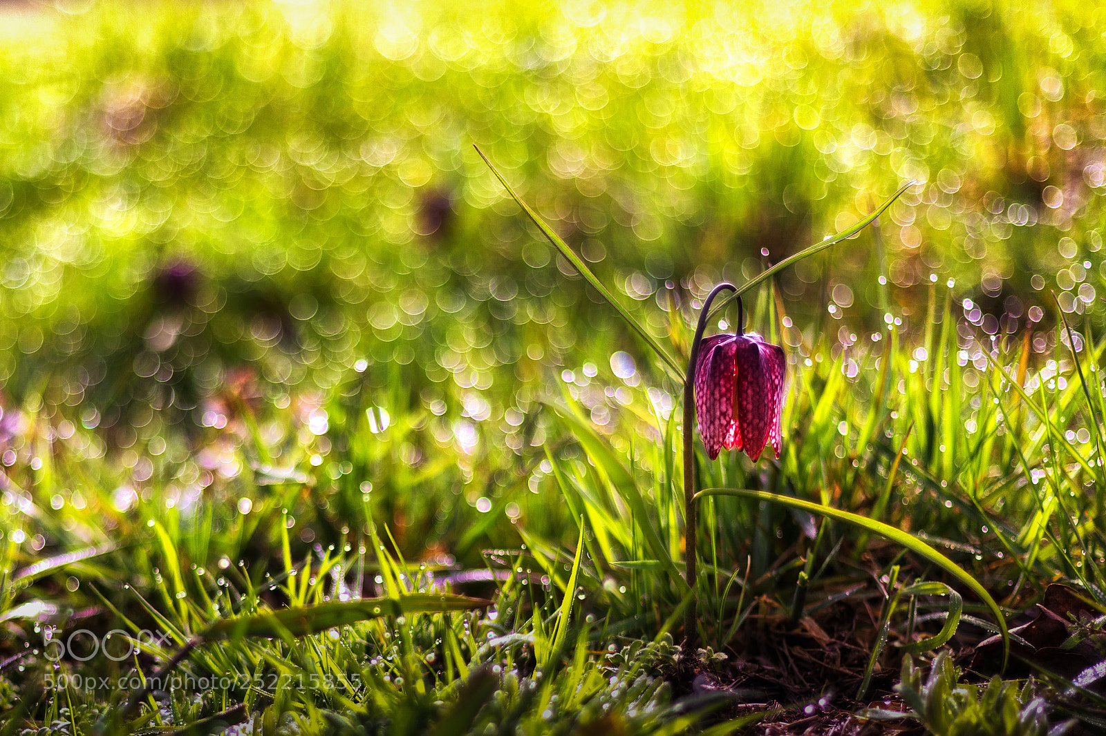 Canon EOS 6D Mark II sample photo. Spring atmosphere photography