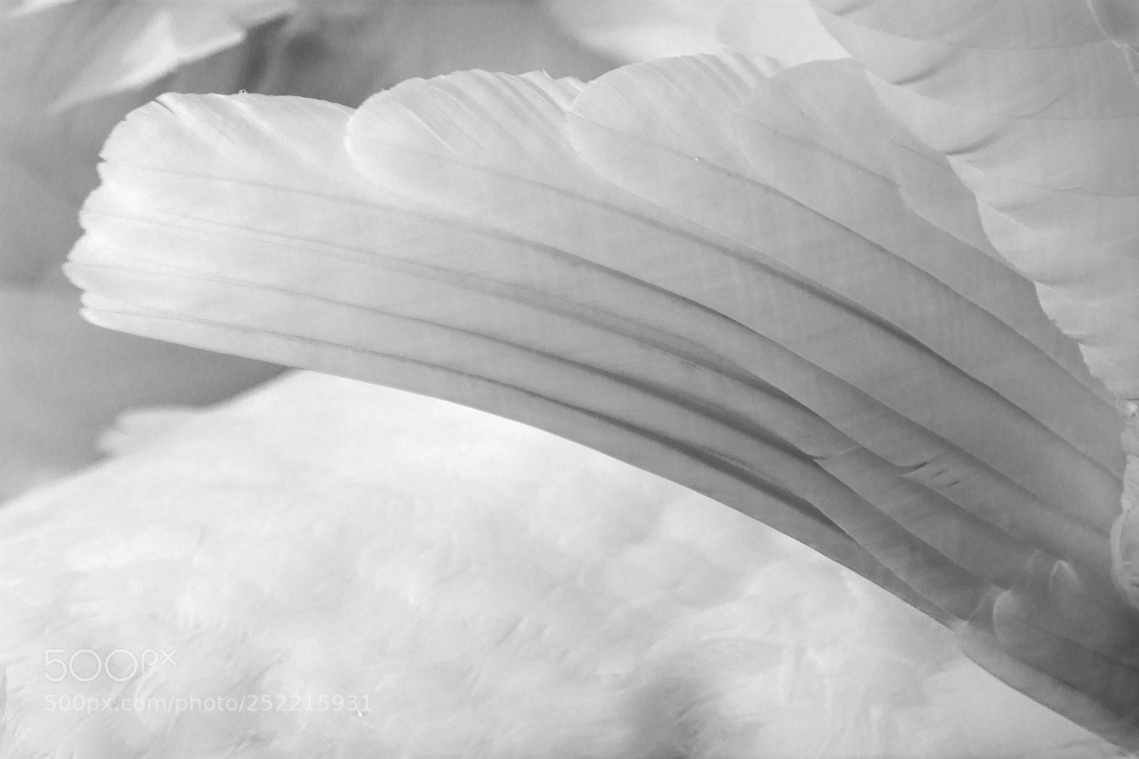 Nikon D7100 sample photo. Swan wing photography