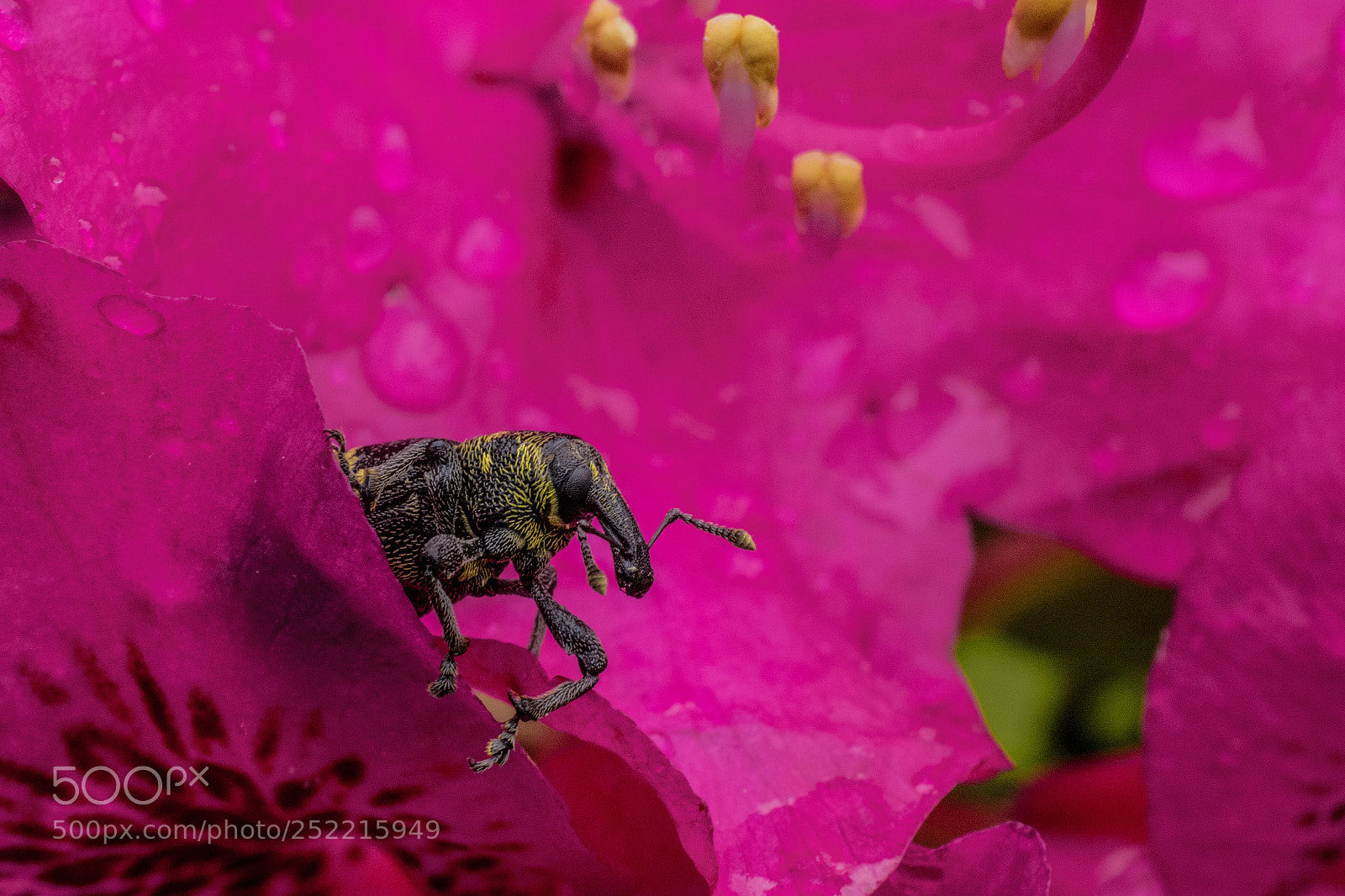 Nikon D5200 sample photo. Bug photography