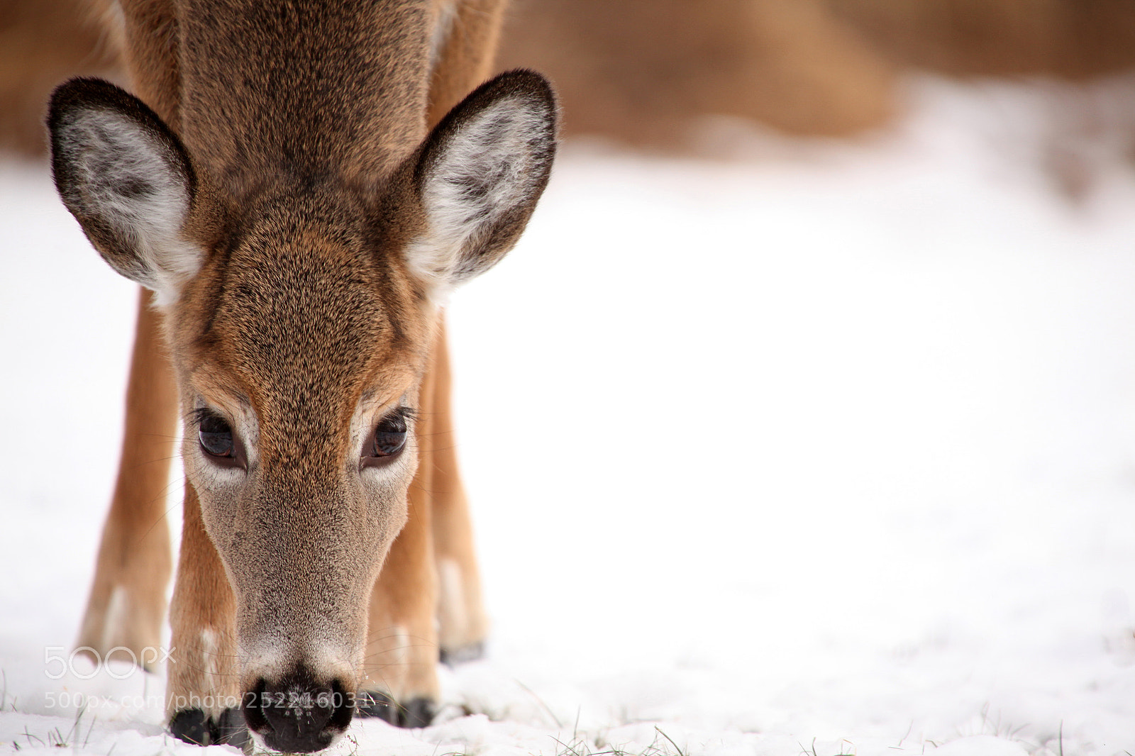 Canon EOS 5D Mark II sample photo. At attention photography