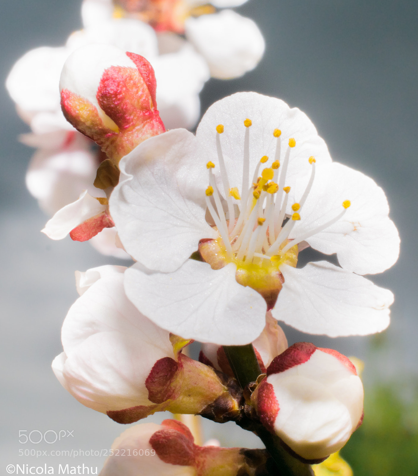 Nikon D5300 sample photo. Abrikoos plant photography