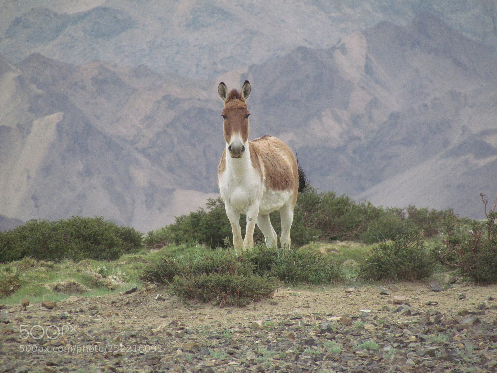 Canon PowerShot SX30 IS sample photo. Beautiful ladakh photography