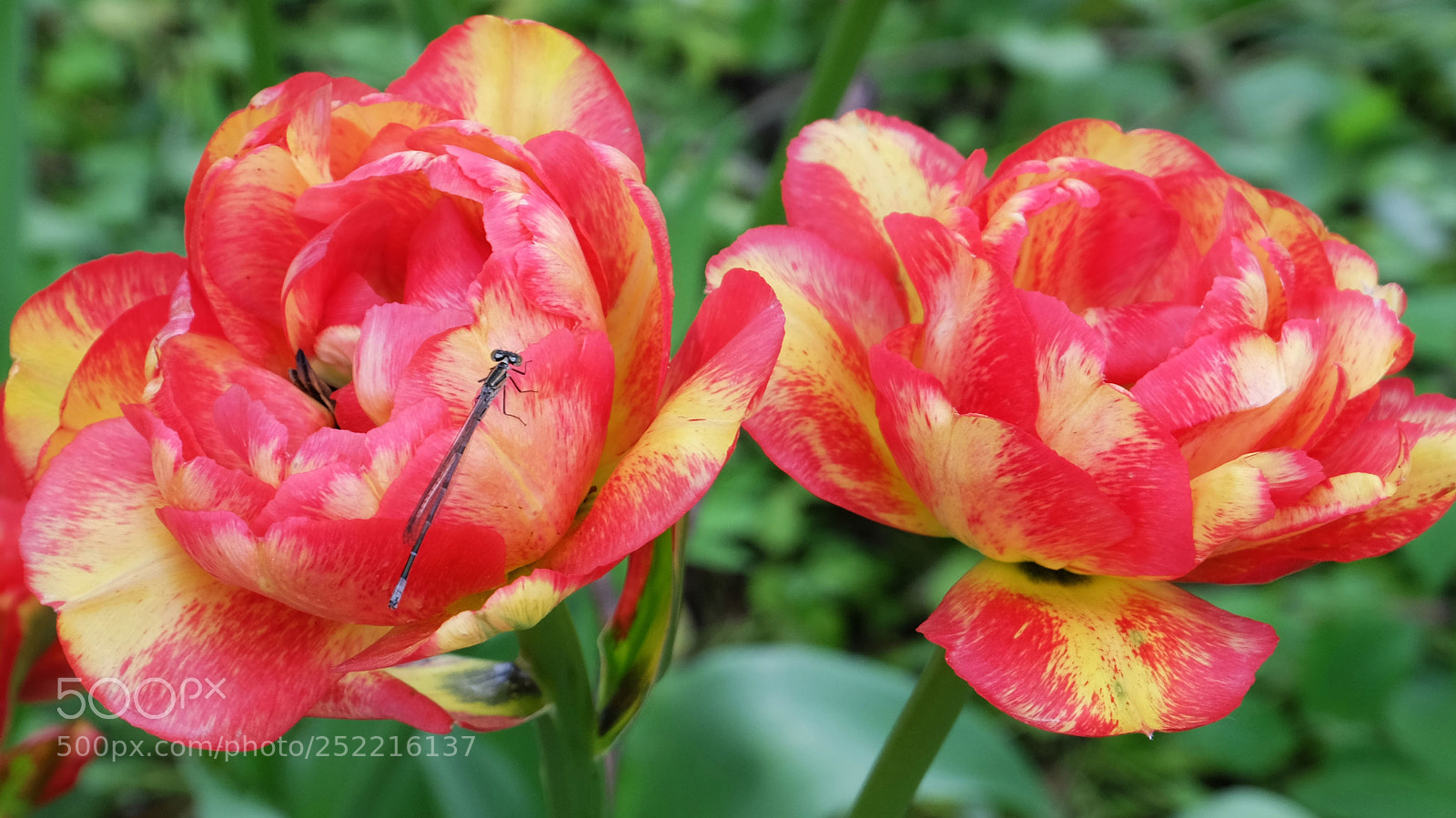 Fujifilm X-M1 sample photo. Tulips photography