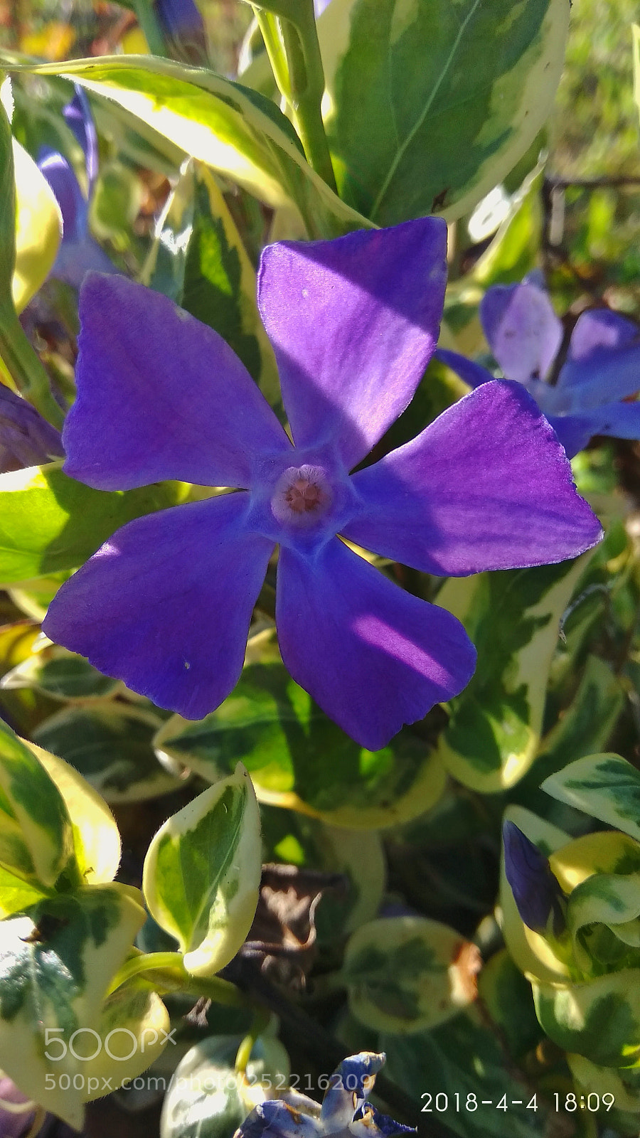 Xiaomi Redmi Note 4 sample photo. Untitled photography