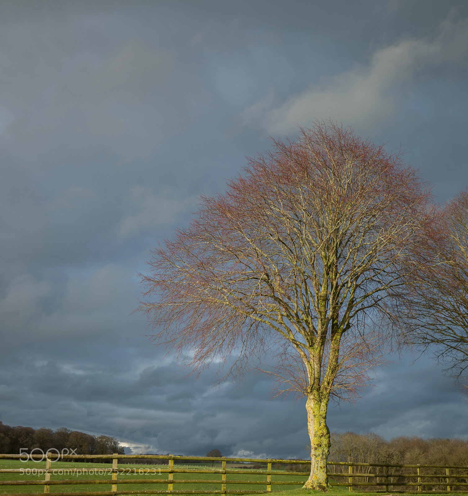 Canon EOS-1D X Mark II sample photo. Tree photography