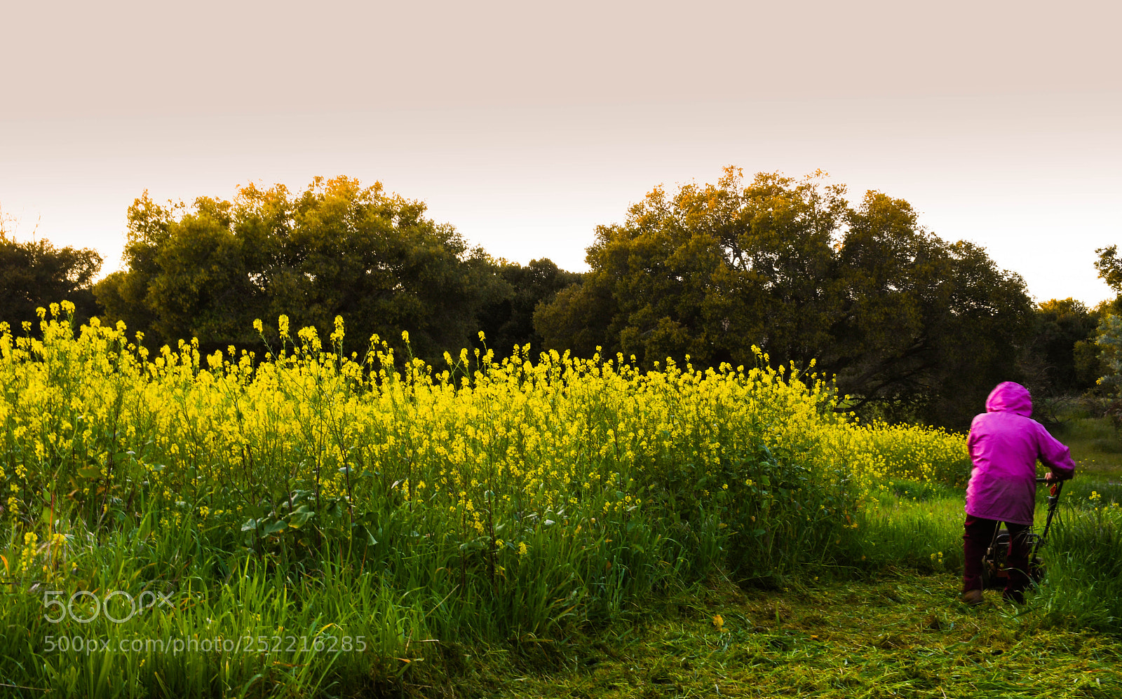Nikon D7500 sample photo. Peace photography