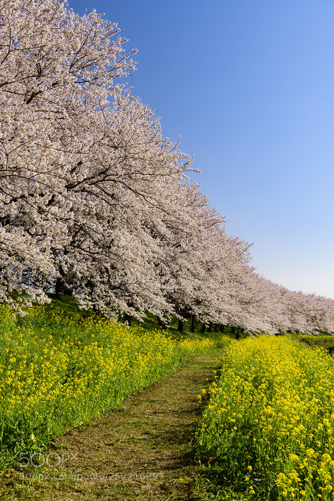 Nikon D850 sample photo. Full-blown cherry tree and photography