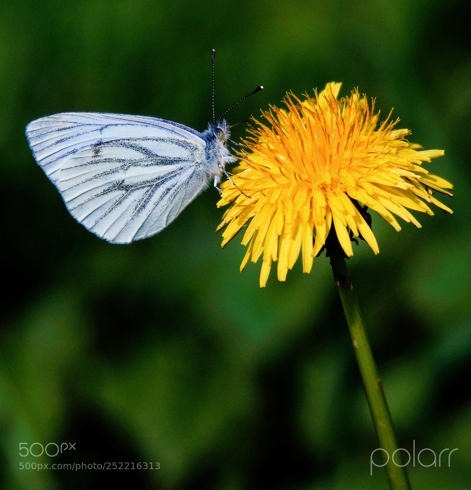 Sony SLT-A58 sample photo. Papillon2.jpg photography