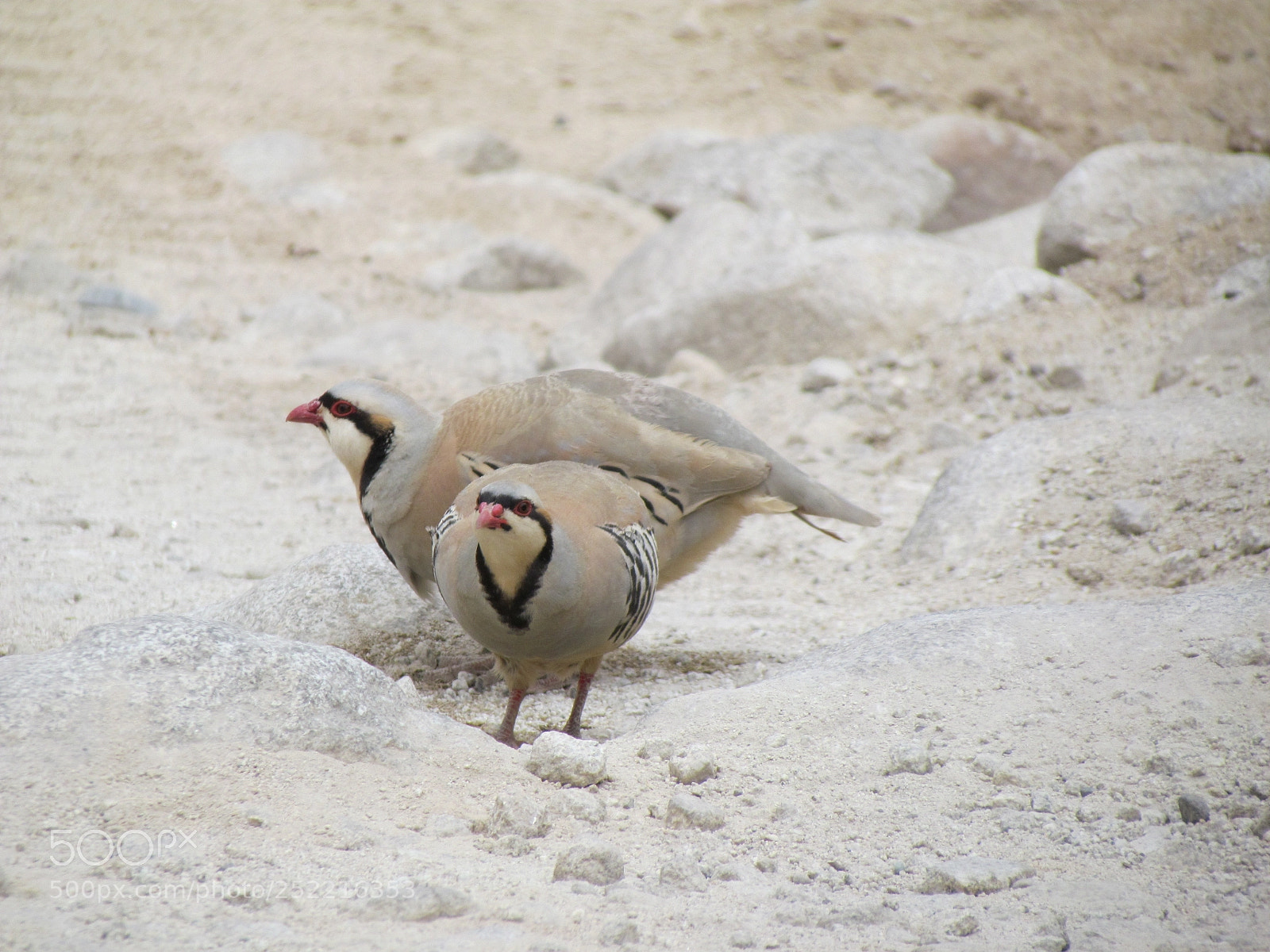 Canon PowerShot SX30 IS sample photo. Beautiful ladakh photography