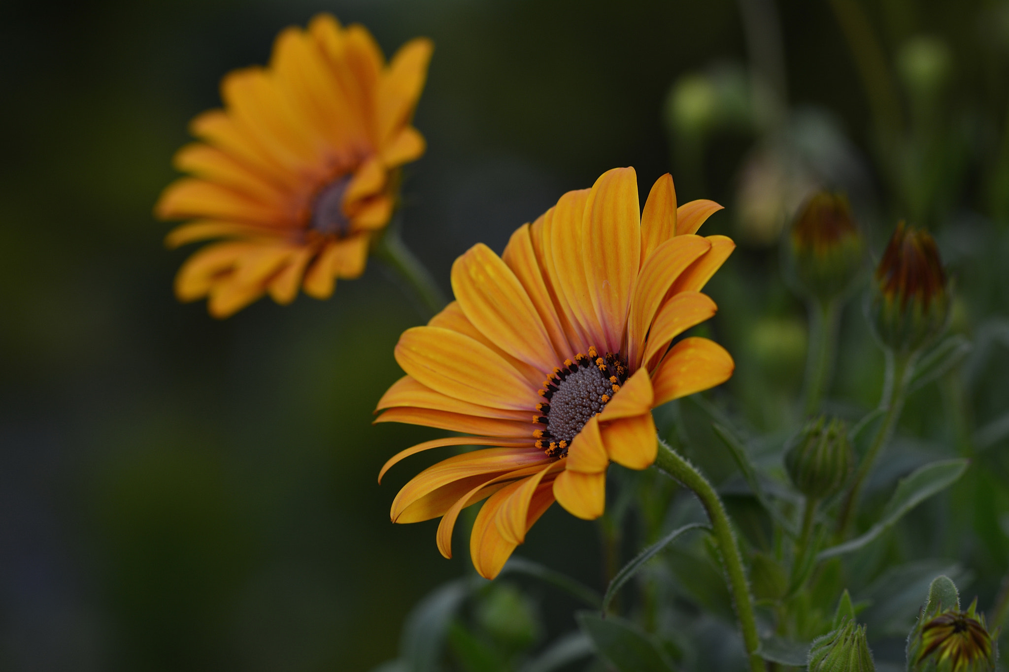 Nikon D7100 sample photo. Bodrum papatyası photography