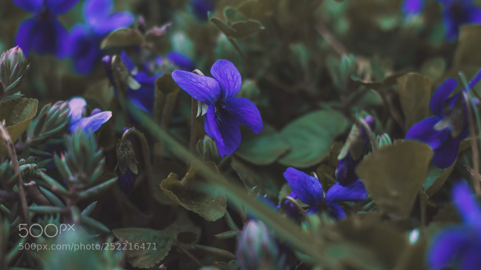 Canon EOS 1300D (EOS Rebel T6 / EOS Kiss X80) sample photo. Violets photography