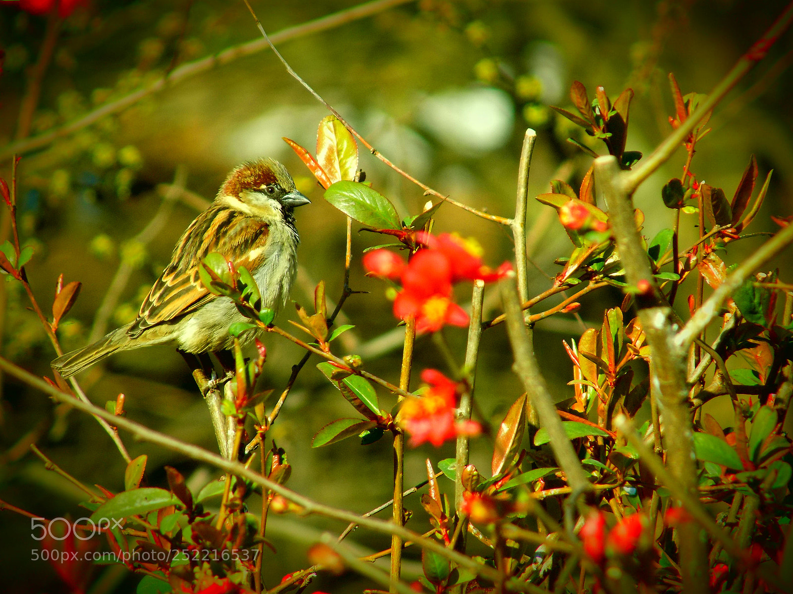 Nikon COOLPIX L340 sample photo. Beauty sparrow photography