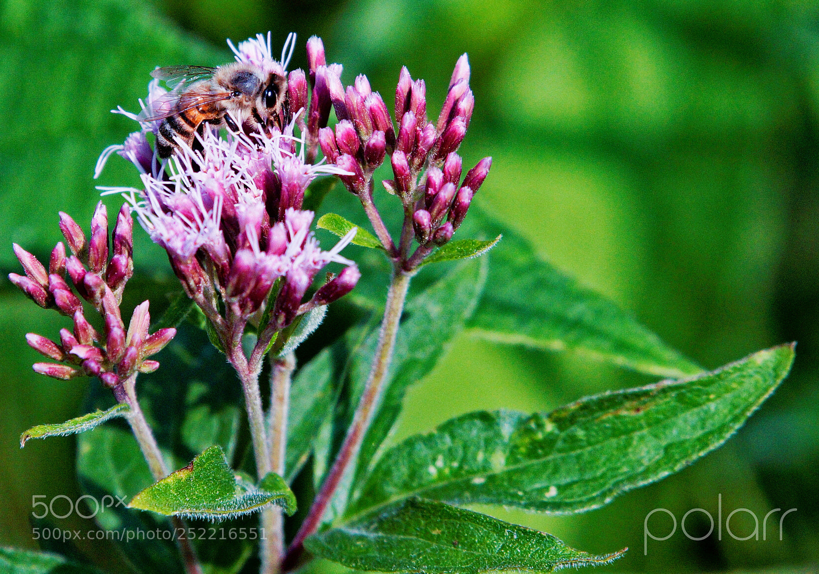 Sony SLT-A58 sample photo. Butinage.jpg photography