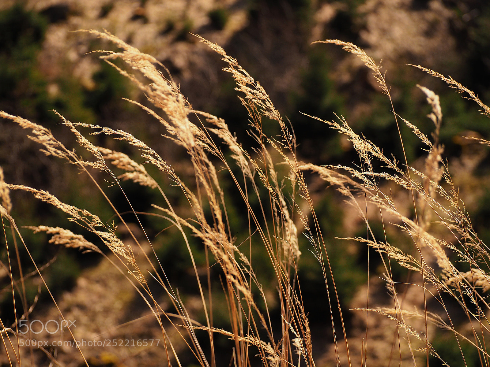 Olympus OM-D E-M10 sample photo. Awaiting the green photography