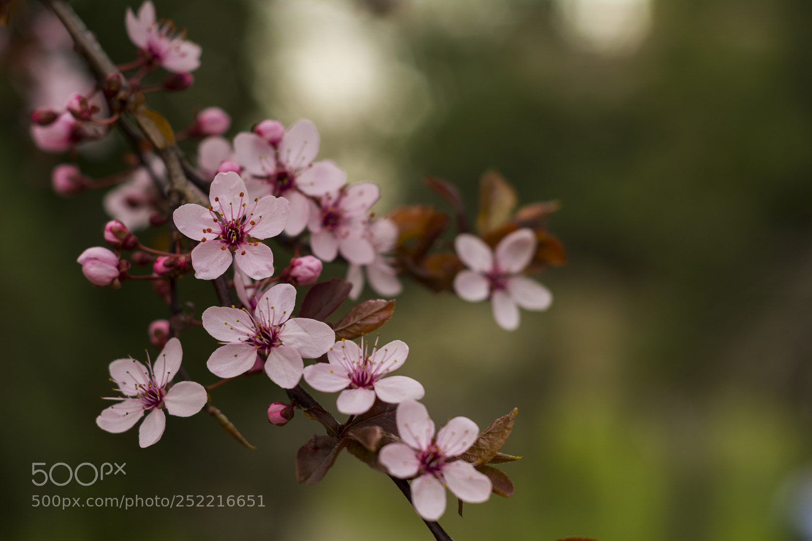 Nikon D7100 sample photo. Spring photography