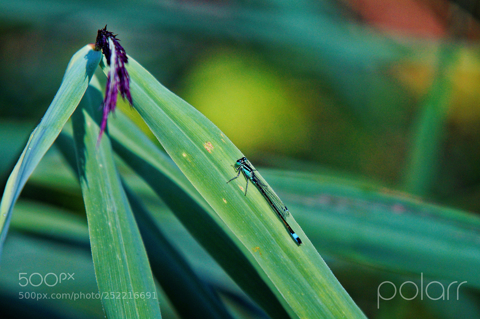 Sony SLT-A58 sample photo. Demoiselle.jpg photography