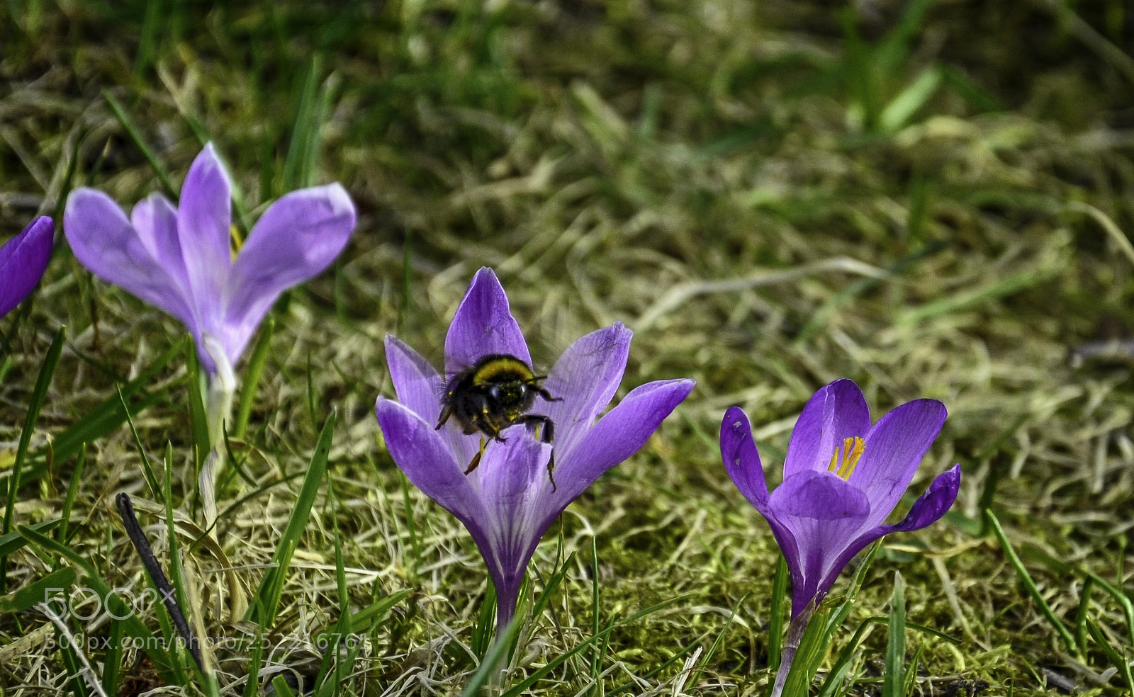 Nikon D7000 sample photo. Blumblebee photography