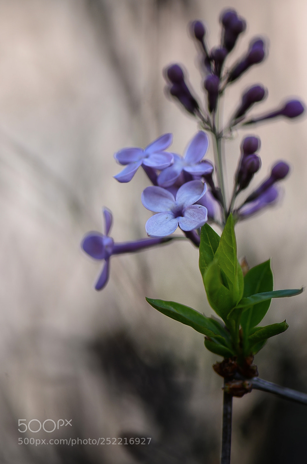 Nikon D7000 sample photo. Blooming drama photography
