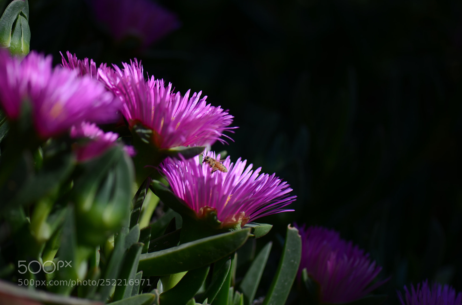 Nikon D7000 sample photo. Landing bee photography