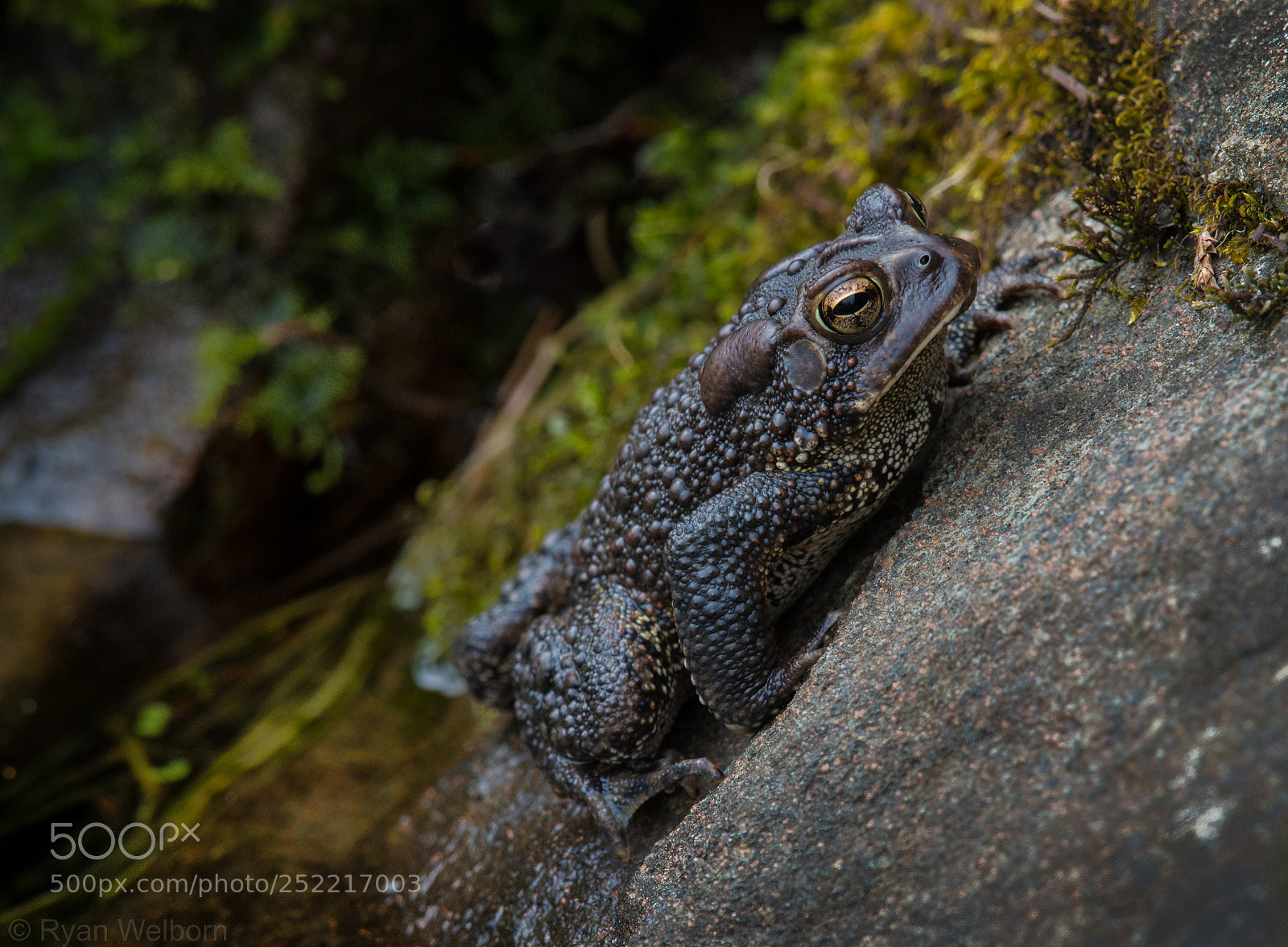 Nikon D7200 sample photo. American toad photography